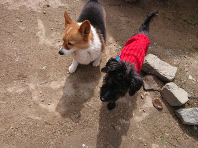 f:id:roukenhome-ann:20190429081148j:plain f:id:roukenhome-ann:20190429081148j:plain