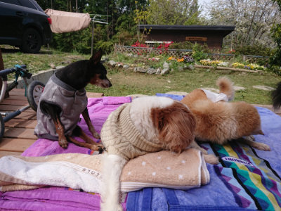 f:id:roukenhome-ann:20190429081154j:plain f:id:roukenhome-ann:20190429081154j:plain