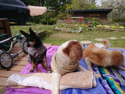 f:id:roukenhome-ann:20190429081317j:plain f:id:roukenhome-ann:20190429081317j:plain