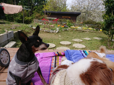 f:id:roukenhome-ann:20190429081328j:plain f:id:roukenhome-ann:20190429081328j:plain