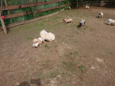 f:id:roukenhome-ann:20190429081333j:plain f:id:roukenhome-ann:20190429081333j:plain