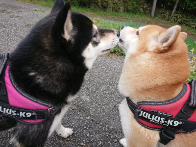 f:id:roukenhome-ann:20190429133633j:plain