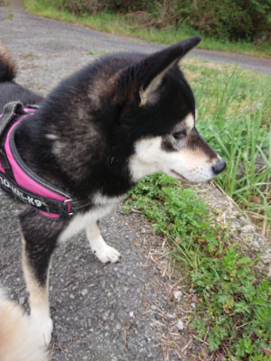 f:id:roukenhome-ann:20190429133638j:plain