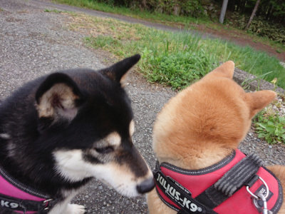 f:id:roukenhome-ann:20190429133723j:plain