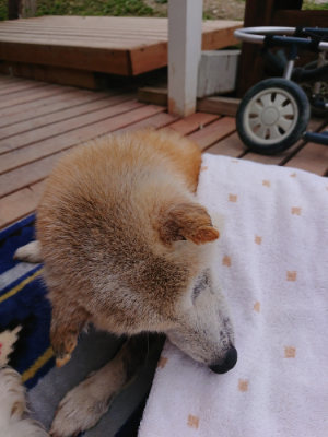 f:id:roukenhome-ann:20190429133929j:plain