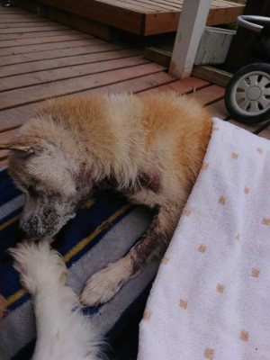 f:id:roukenhome-ann:20190429133938j:plain