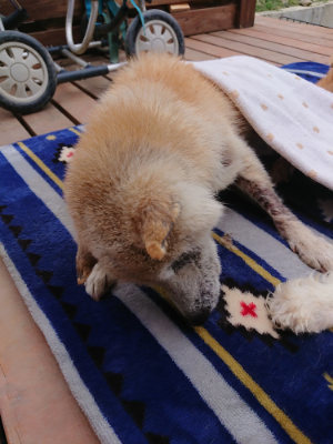 f:id:roukenhome-ann:20190429133943j:plain