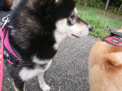 f:id:roukenhome-ann:20190429134035j:plain