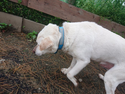 f:id:roukenhome-ann:20190429134043j:plain