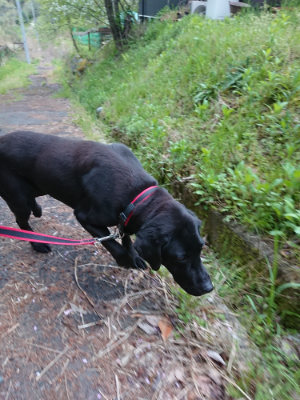 f:id:roukenhome-ann:20190429140209j:plain