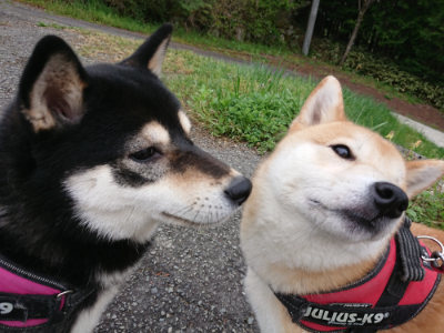 f:id:roukenhome-ann:20190429140217j:plain