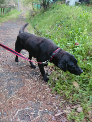 f:id:roukenhome-ann:20190429140233j:plain