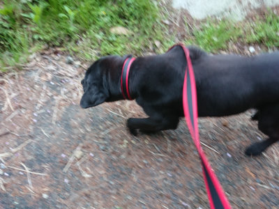 f:id:roukenhome-ann:20190429140324j:plain