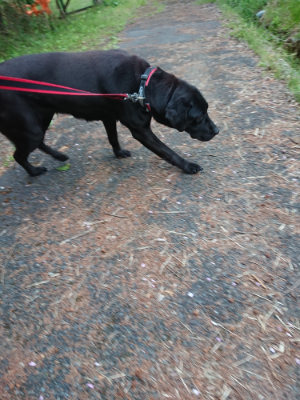 f:id:roukenhome-ann:20190429140514j:plain