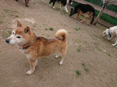 f:id:roukenhome-ann:20190429141331j:plain