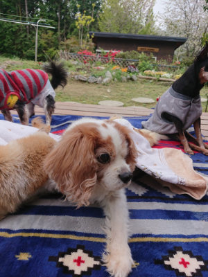 f:id:roukenhome-ann:20190429141339j:plain