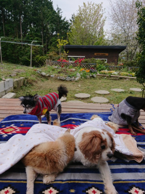 f:id:roukenhome-ann:20190429141437j:plain