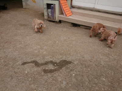 f:id:roukenhome-ann:20190429141536j:plain