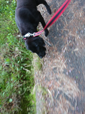 f:id:roukenhome-ann:20190429141729j:plain