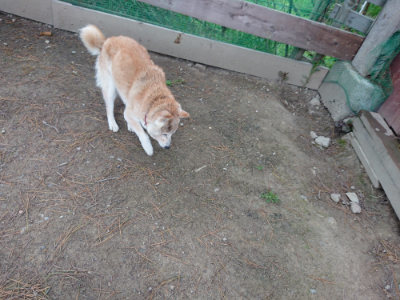 f:id:roukenhome-ann:20190429142024j:plain