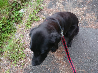 f:id:roukenhome-ann:20190429142046j:plain