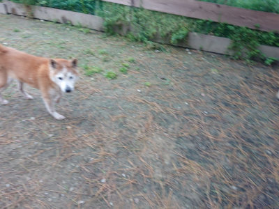 f:id:roukenhome-ann:20190429142145j:plain