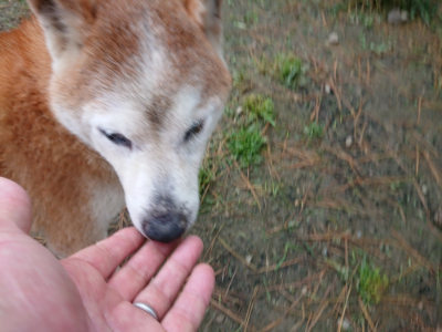 f:id:roukenhome-ann:20190429142351j:plain