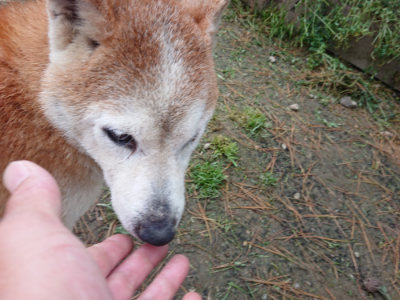 f:id:roukenhome-ann:20190429142415j:plain