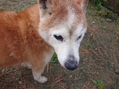 f:id:roukenhome-ann:20190429142421j:plain