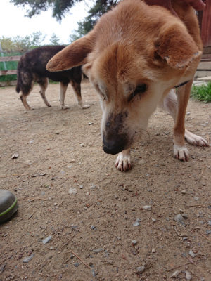 f:id:roukenhome-ann:20190429142630j:plain