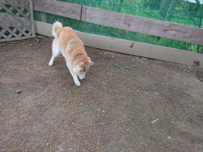 f:id:roukenhome-ann:20190429142855j:plain