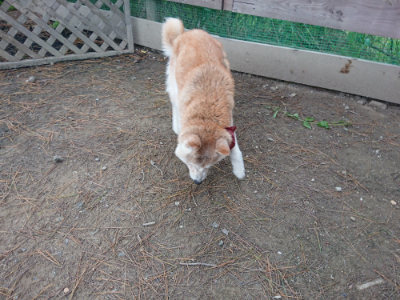 f:id:roukenhome-ann:20190429142904j:plain