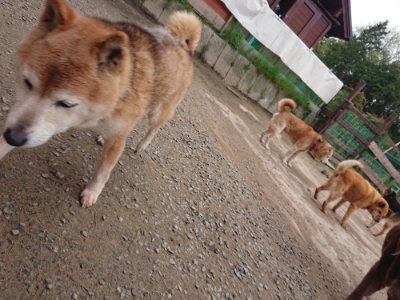 f:id:roukenhome-ann:20190429143022j:plain