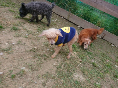 f:id:roukenhome-ann:20190429143039j:plain