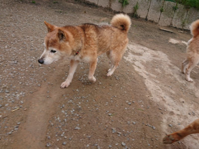 f:id:roukenhome-ann:20190429143058j:plain