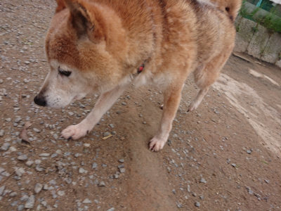 f:id:roukenhome-ann:20190429143127j:plain