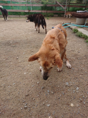 f:id:roukenhome-ann:20190429143232j:plain