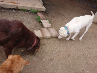 f:id:roukenhome-ann:20190429143237j:plain