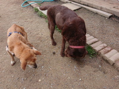 f:id:roukenhome-ann:20190429143300j:plain