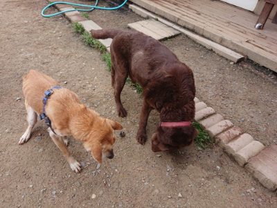 f:id:roukenhome-ann:20190429143305j:plain