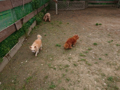 f:id:roukenhome-ann:20190429143317j:plain