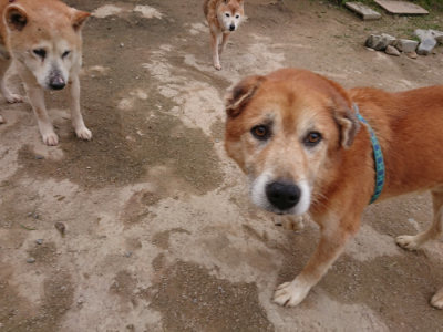 f:id:roukenhome-ann:20190429143357j:plain