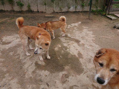 f:id:roukenhome-ann:20190429143403j:plain