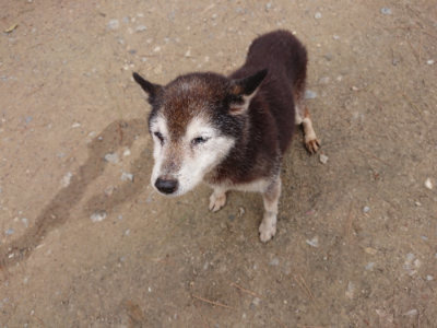 f:id:roukenhome-ann:20190429143416j:plain