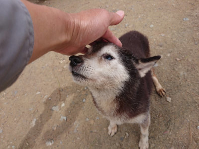 f:id:roukenhome-ann:20190429143431j:plain