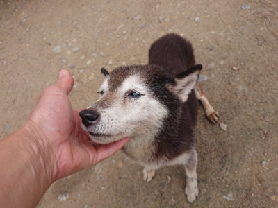 f:id:roukenhome-ann:20190429143435j:plain