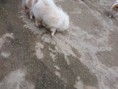 f:id:roukenhome-ann:20190429185501j:plain