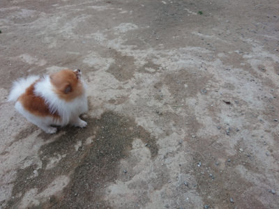 f:id:roukenhome-ann:20190429185637j:plain