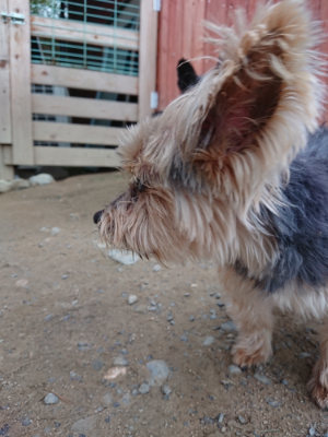 f:id:roukenhome-ann:20190429190122j:plain