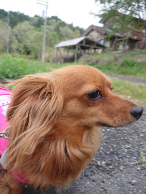 f:id:roukenhome-ann:20190429190949j:plain